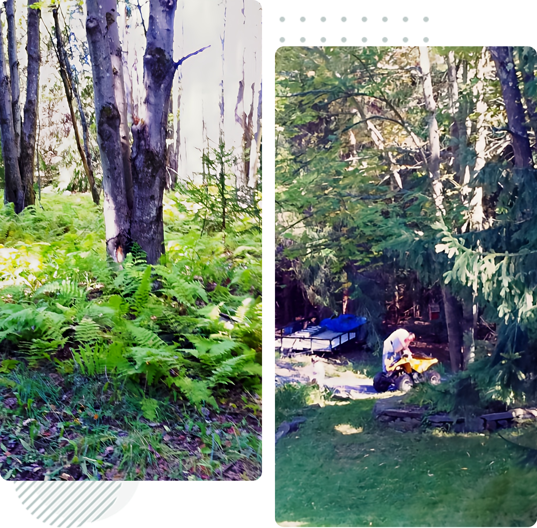Forest scene with ferns and outdoor activity.